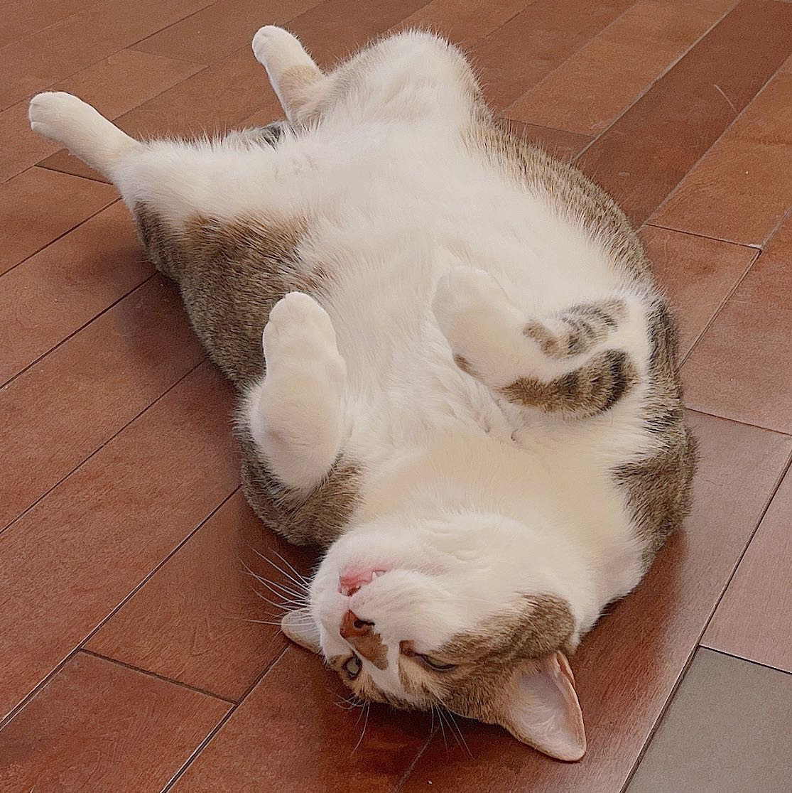 Gong cha (DT) (HM) Delivery & Takeout Menu & Review Hamilton ON